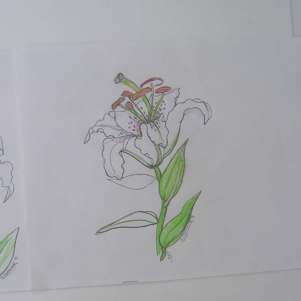 White Lillies - Pastel and Graphite